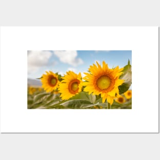 Happy Sunflowers Posters and Art